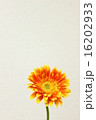 春夏のお花オレンジ色のガーベラ② 16202933