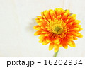 春夏のお花オレンジ色のガーベラ③ 16202934