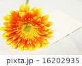 春夏のお花オレンジ色のガーベラと手紙 16202935