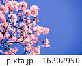 Sakura 16202950