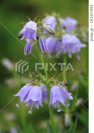 ハクサンシャジン 16202995