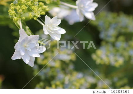 ガクアジサイ（墨田の花火）０６ 16203165