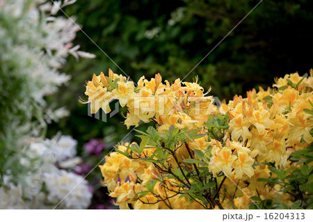 Yellow azalea, Rhododendron bush in blossom 16204313