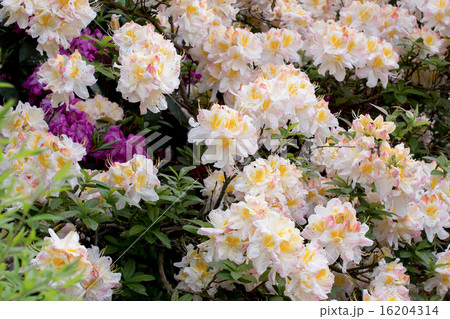 White azalea, Rhododendron bush in blossom 16204314