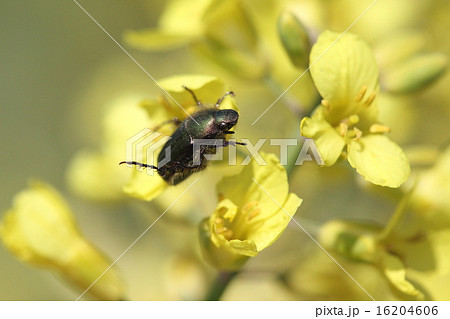 生き物　昆虫　ヒラタアオコガネ、芝生の害虫としてゴルフ場で有名です。成虫は四、五月頃出現します① 16204606