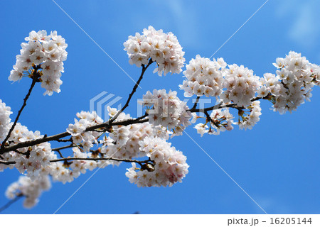 桜 16205144