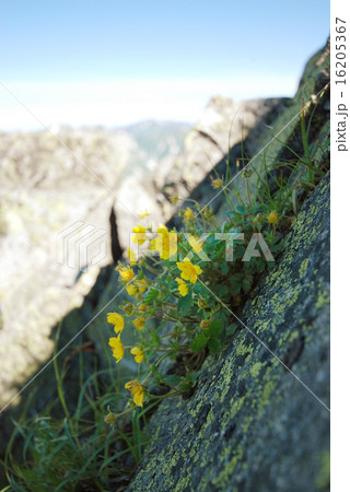 キジムシロ 16205367