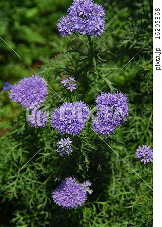 茎を1mほど伸ばし その先端に青紫色の小さな花を球状につけるギリア カピタータの写真素材