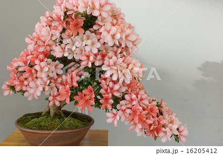 盆栽　八咫鏡 16205412