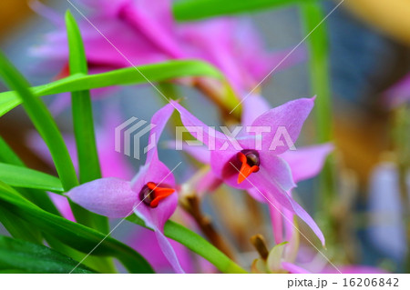 デンドロビウム・ウィオラケウムの花 16206842