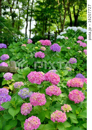 初夏の紫陽花「伊予絞り」 初夏の紫陽花「伊予絞り」 16207727