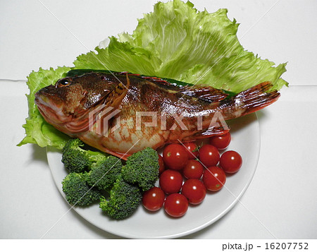 季節の魚　冬～春　カサゴ 16207752