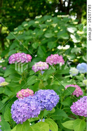 初夏の紫陽花｢白妙｣ 16207785