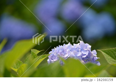 咲き始めの紫陽花 16208159