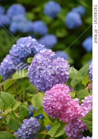 咲き始めの紫陽花 16208161