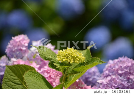 紫陽花咲き始めて 16208162