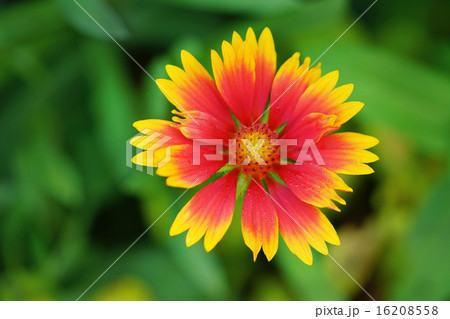 テンニンギク テンニンギク 16208558