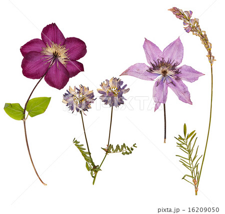 Set of wild dry pressed flowers and leaves 16209050