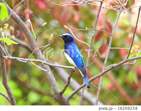 オオルリ4 オオルリ4 16209258