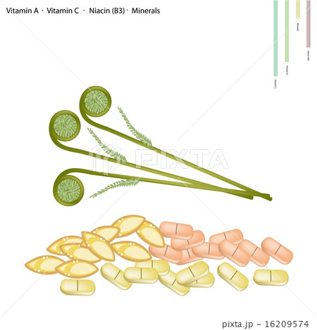 Ostrich Fern with Vitamin A, Vitamin C 16209574