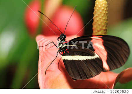 Heliconius erato Heliconius erato 16209620