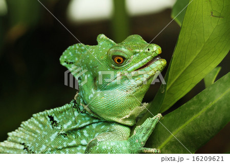 Close up of Green Basilisk Lizard Close up of Green Basilisk Lizard 16209621