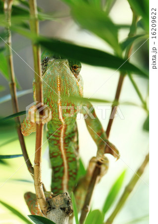 Chamaeleo calyptratus Chamaeleo calyptratus 16209622