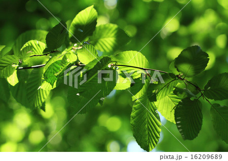 Green leaves 16209689