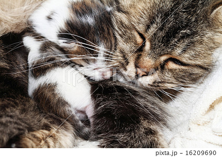 Pet Pet 16209690