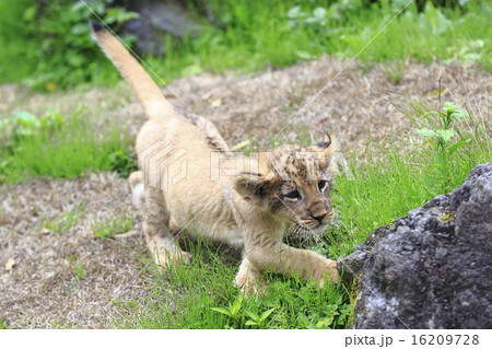 ライオンの赤ちゃん 16209728
