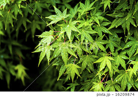 雨に濡れたモミジ 雨に濡れたモミジ 16209874