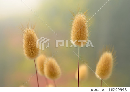 Golden-Wave and bug 16209948