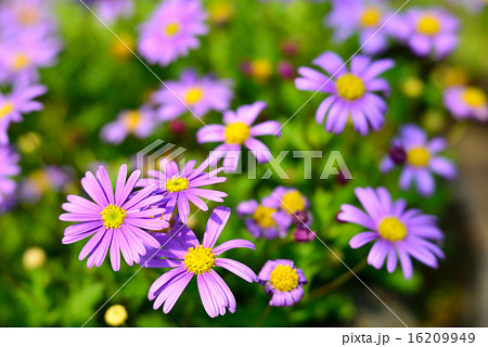 Golden-Wave and bug 16209949