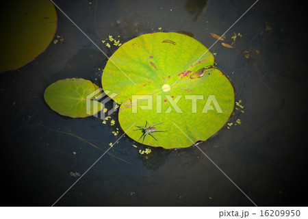 Golden-Wave and bug 16209950