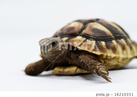 Young turtle on a white background Young turtle on a white background 16210351
