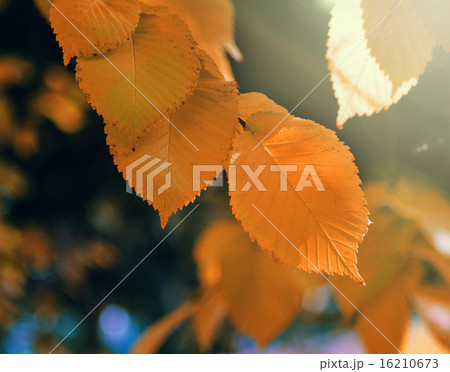 autumn leaves autumn leaves 16210673