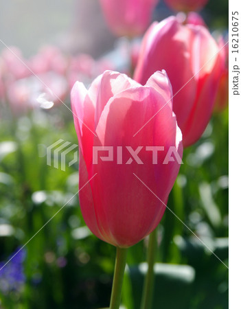 tulips closeup 16210675