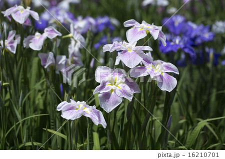 菖蒲の花 16210701