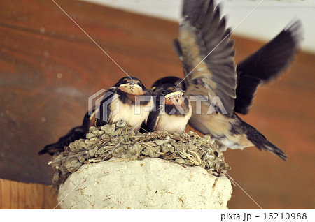 燕の幼鳥 16210988