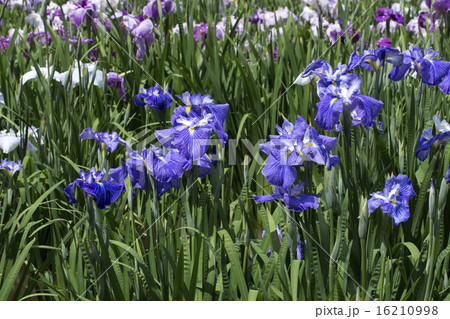 菖蒲の花 菖蒲の花 16210998