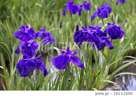 菖蒲の花 菖蒲の花 16211000