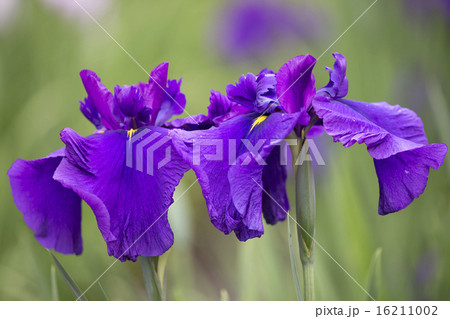 菖蒲の花 16211002