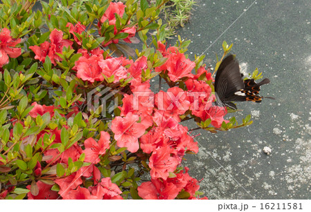 ツツジの蜜を吸うクロアゲハの写真素材