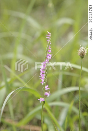 ラン科のネジバナ ラン科のネジバナ 16212703