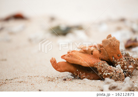 Dry coral parts at beach Dry coral parts at beach 16212875