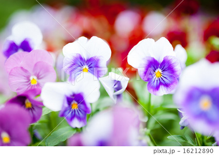 Beautiful violet flowers 16212890
