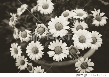 Daisies in a pot viewed from above Daisies in a pot viewed from above 16212895