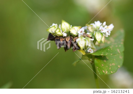蕎麦の花と実の写真素材