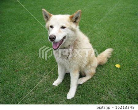 シベリアン・ハスキー シベリアン・ハスキー 16213348