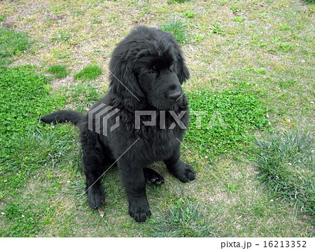 ニューファンドランドとアイリッシュ・セッターの子犬 16213352